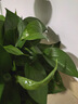 双盟绿萝盆栽除甲醛花卉绿植办公室新房净化空气180加仑4盆装源头直发 实拍图