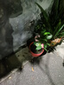 香妃茶花盆栽带花苞浓香型茶花树苗冬季开花耐寒四季常青年宵花卉 爆款5年苗45-50厘米造型好【带花苞】 实拍图