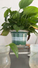 双盟绿萝盆栽除甲醛花卉绿植办公室新房净化空气180加仑4盆装源头直发 实拍图