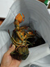鲜京采【保鲜不保活】鲜活波士顿龙虾 净重450-550g/只 源头直发 年夜饭 实拍图