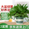 双盟绿萝盆栽除甲醛花卉绿植办公室新房净化空气180加仑2盆装源头直发 实拍图