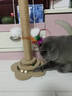 HELLOJOY猫抓柱剑麻猫抓板猫玩具耐抓耐磨不掉屑猫爬架立式自嗨解闷用品 实拍图