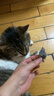 BNBNO猫毛清理器宠物手套去猫毛吸附神器家用除毛刷粘毛器狗毛发刮毛器 实拍图