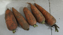 京喜加新鲜现挖现发胡萝卜农家自种蔬菜水果沙地红萝卜 带泥胡萝卜1斤 含箱 实拍图