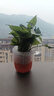 【绿萝盆栽】吸甲醛净化空气水培绿植物懒人花卉好养搬家礼物全 【1盆】绿萝+橙色南瓜盆自吸水 整体含盆高度20-25cm 实拍图