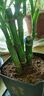 富贵竹盆栽植物室内净化空气绿植荷花竹办公室桌面四季好养小盆栽 荷花竹+节节高升盆+方底座【1盆】 盆口直径约8cm 实拍图