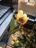 玫瑰10枝装云南鲜花直发节日鲜花礼物花束家用情人节礼物新年装饰 黄玫瑰10枝 实拍图