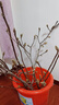 【真玉兰】水培玉兰花干枝带花苞鲜切耐寒好养室内植物紫玉兰 【60-80cm】混色玉兰【花苞发货】 4枝+肥料 实拍图