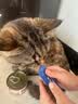 猫条猫零食补充营养味美妙鲜湿粮包猫罐头猫条100支整箱猫咪零食 猫条三文鱼磷虾口味【15g*30支】 实拍图