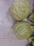 京鲜生 圆白菜青甘蓝2斤 简装 新鲜蔬菜 实拍图