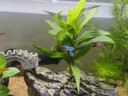 水草种子水草泥生态家用创意鱼缸玻璃瓶水培植物四季造景鱼缸小型 水草籽1万粒+水草泥2斤【推荐】 实拍图
