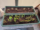 原起点长方形霍伦种菜盆60cm特大种花盆阳台种菜神器长条蔬菜草莓种植盆 橄榄绿1个装【送自吸水网】 实拍图