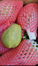 京觅福建红心芭乐 番石榴 应季 低糖水果单果130g起 净重2.5-3斤装 实拍图