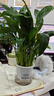 年宵花【热销款】白掌一帆风顺盆栽水培植物绿植过年装饰摆件年货 【店主推荐】特级白掌6-8株带花+早安盆+营养液 实拍图