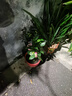 香妃茶花盆栽带花苞浓香型茶花树苗冬季开花耐寒四季常青年宵花卉 爆款5年苗45-50厘米造型好【带花苞】 实拍图