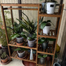 华观家居（Home Giving Furniture）实木质置物架花架子多层室内阳台客厅省空间绿萝落地式花盆展示架 H对称五层碳色 实拍图