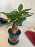 ⭐【包活】发财树盆栽鲜花绿植物办公室内吸甲醛绿萝文竹水培易养 三杆优质发财树【原盆】 实拍图