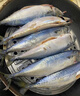 东海野生青占鱼新鲜海捕速冻鲐鲅鱼青花鱼深海海鲜水产马鲛鱼海鱼 野生海捕青占鱼3-4条一斤 8斤 囤货款 品质保障 实拍图