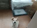 欢刻狗笼小中大型犬狗笼子猫笼带厕所加粗折叠宠物笼子柯基笼幼犬狗笼 白色加粗狗笼71*50*60【25斤内】 实拍图