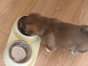 疯狂的主人猫碗双碗自动饮水宠物猫粮狗粮盆不锈钢狗狗饭盆猫盆狗碗宠物用品 实拍图