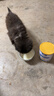 新宠之康 宠物羊奶粉400g狗狗猫咪成幼犬猫泰迪金毛羊奶粉营养补充 实拍图