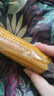 当季新货头茬东北黄甜糯玉米棒真空包装低脂黄糯大棒甜东北黏苞米 黑土地黄糯玉米【120-160克】1根 实拍图