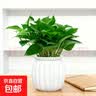 吉利红金钻发财树鸭脚木绿植好养室内桌面盆栽除甲醛植物真花卉 【一盆】绿萝+白色吸水盆 下单即送肥料 实拍图