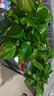 双盟绿萝盆栽除甲醛花卉绿植办公室新房净化空气180加仑2盆装源头直发 实拍图