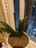 四季君子兰盆栽室内花带花苞老苗圆头和尚君子兰花卉植物好养绿植 中国红7-9片叶【当年开花】4年苗 实拍图