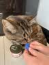 猫条猫零食补充营养味美妙鲜湿粮包猫罐头猫条100支整箱猫咪零食 猫条三文鱼磷虾口味【15g*30支】 实拍图