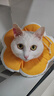 华元宠具（hoopet）猫咪伊丽莎白圈幼猫项圈宠物狗狗圈颈圈脖圈头套犬耻辱圈防舔头罩 实拍图