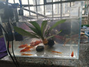 金鱼草金鱼观赏鱼冷水好养耐活小鱼苗锦鲤 5-7cm 红草金买1条送1条（加备损） 实拍图
