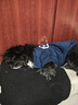 欢宠网宠物狗狗衣服猫咪猫小狗小猫泰迪比熊猫猫小型犬幼犬冬季保暖服饰 实拍图