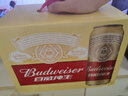 百威啤酒经典纯生500ml*12听整箱装新旧包装京东自营新年送礼 实拍图