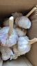 新鲜干蒜即食水果大蒜蔬菜小龙虾生蚝调料蒜 新干蒜大蒜1.5斤带箱 实拍图