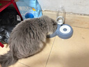 甜浪海猫碗双碗自动喂食器不锈钢狗盆幼猫吃饭喝水防打翻饮水机宠物食盆 实拍图