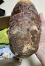生鲜密语广西荔浦芋头 地标农产品 正宗荔浦芋 新鲜香芋 火锅食材生鲜蔬菜 【大芋】2-4个4斤 净重3.9斤 1份装（芋香浓郁） 实拍图