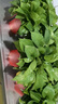 双盟绿萝盆栽除甲醛花卉绿植办公室新房净化空气180款福字4盆源头直发 实拍图