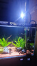 boxtech变焦水族射灯原生南美鱼缸灯三湖水草龟缸LED灯夹灯夜灯三色灯 10W旋钮款-蓝白三色（可夹1.2厘米玻璃） 实拍图