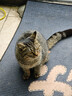 侑家良品 12寸招财猫 热门商品招财摆件乔迁开业礼物自动摇手大号发财猫 实拍图