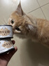 多特思鲜肉乳鸽猫罐头多种维生素主食猫粮增肥慕斯肉泥猫湿粮 【爆款直降】鸽肉口味60g*6罐 实拍图