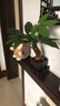 【带盆高度约15-25cm】发财树盆栽室内植物客厅办公室吸甲醛好养 单杆发财树+塑料节节高升盆+小方底座 花盆直径约8cm 实拍图