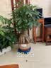 绿盼绿植发财树有机肥料颗粒专用叶子发黄掉叶招财树客厅办公室盆栽 实拍图
