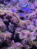 浪莎保暖内衣男背心内穿加绒加厚羊羔绒打底秋冬季马甲防寒上衣 实拍图