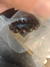 原木匠小叶紫檀木手串男【优选】印度满金星高油性玻璃底老料圆满款情侣 15mm*15颗满金星【高级礼盒】 实拍图