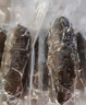 皇家麒麟 即食海参 即食大连刺参单个装辽刺参海参干货水产礼盒净含量500g 7A鲜食海参 5-8只/斤-头数可选 三斤装【家庭装】 实拍图