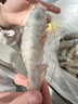 东上御品虾 青岛大虾基围虾鲜活青虾白虾海虾对虾冰虾冻虾生鲜 虾类 海鲜 3斤(净重)  气冻大虾【活虾速冻】 15-18cm【单只超大虾】 实拍图
