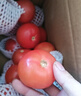 正宗攀枝花沙瓤西红柿露天生吃粉果番茄新鲜采摘非普罗旺斯西红柿 净重【商超品质150克+】 5斤 彩箱托盘 实拍图