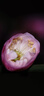 腾龙（Tamron）F072S 90mm F2.8 Di III MACRO VXD定焦微距镜头 人像昆虫花草口腔 全画幅微单镜头(索尼全幅E口) 实拍图