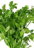 带根香菜100g 实拍图